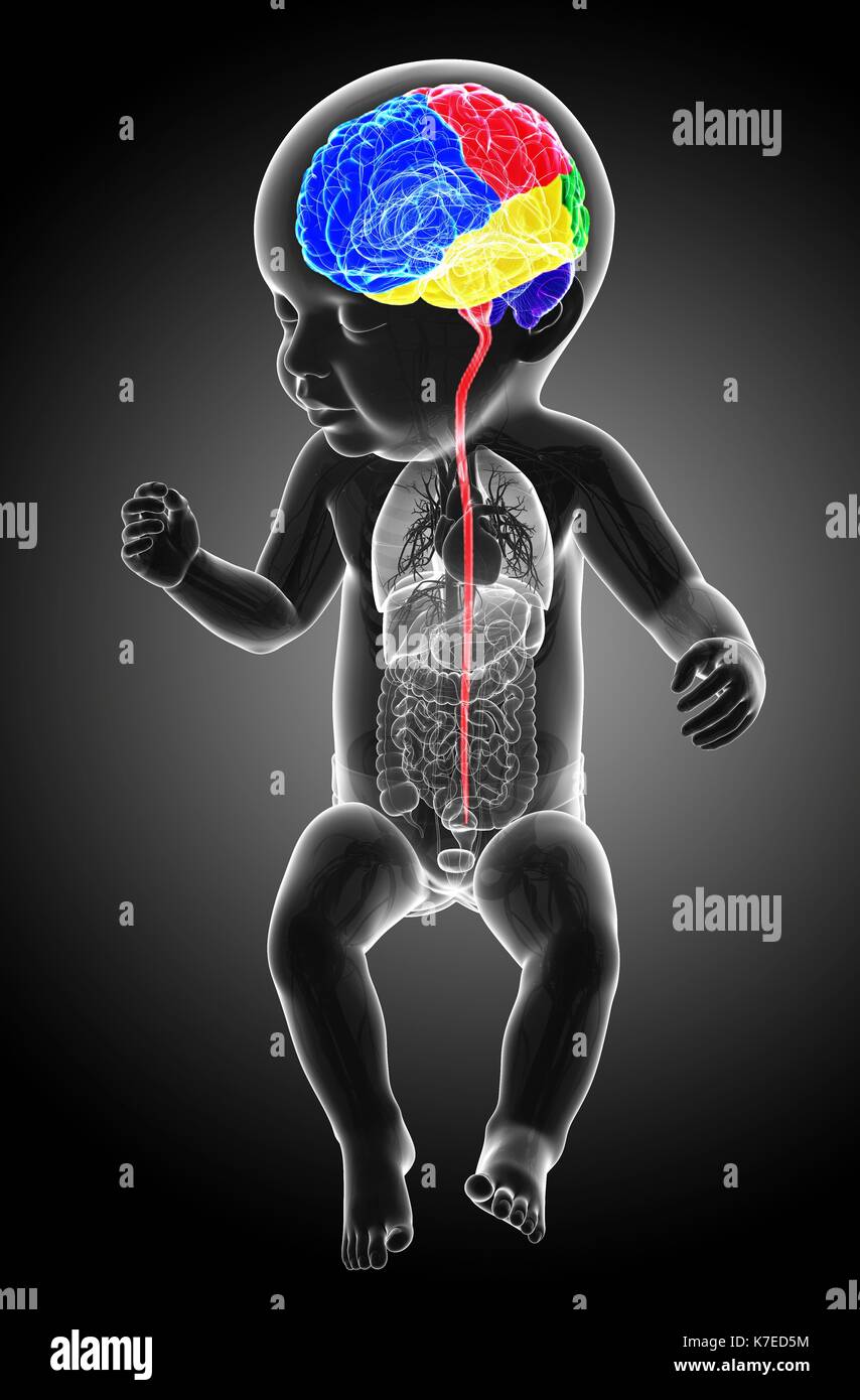 Illustrazione di un bambino le regioni del cervello e del midollo spinale. Foto Stock