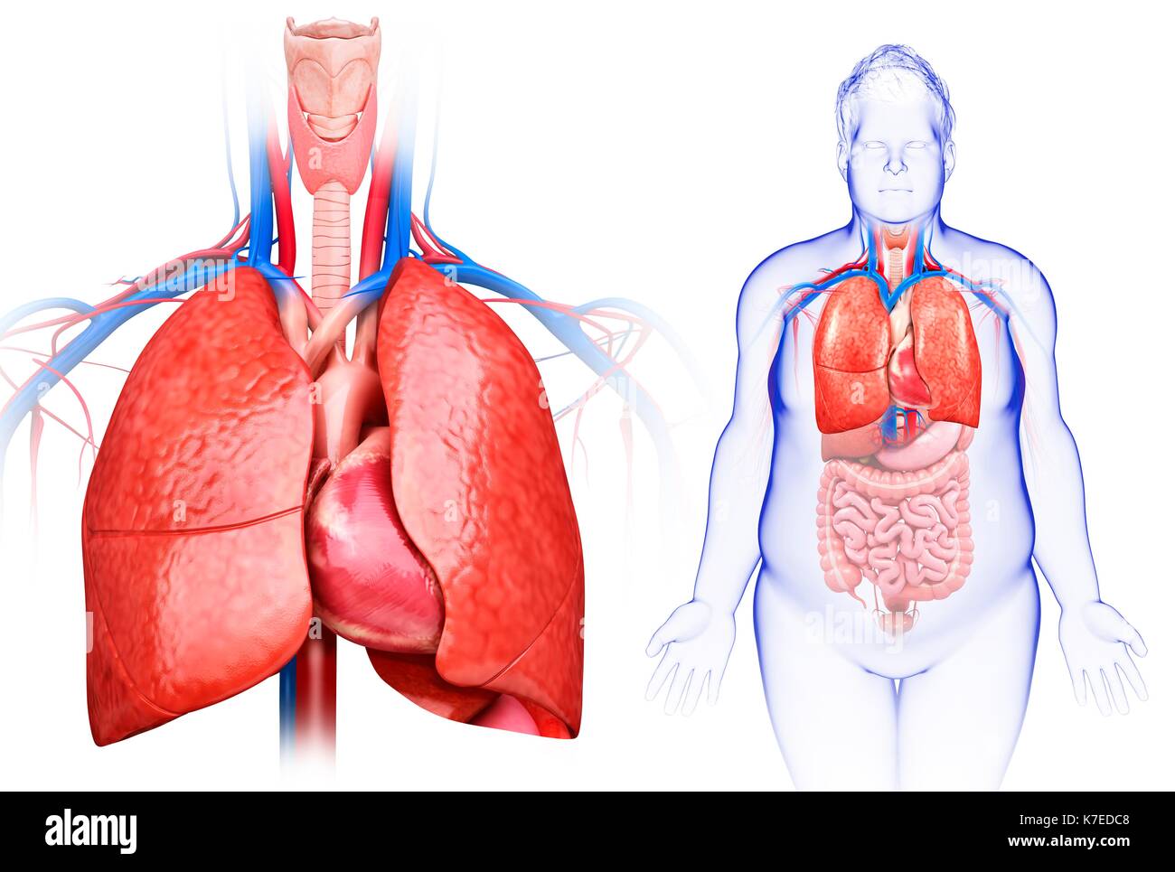 Illustrazione dei maschi di cuore e polmoni. Foto Stock