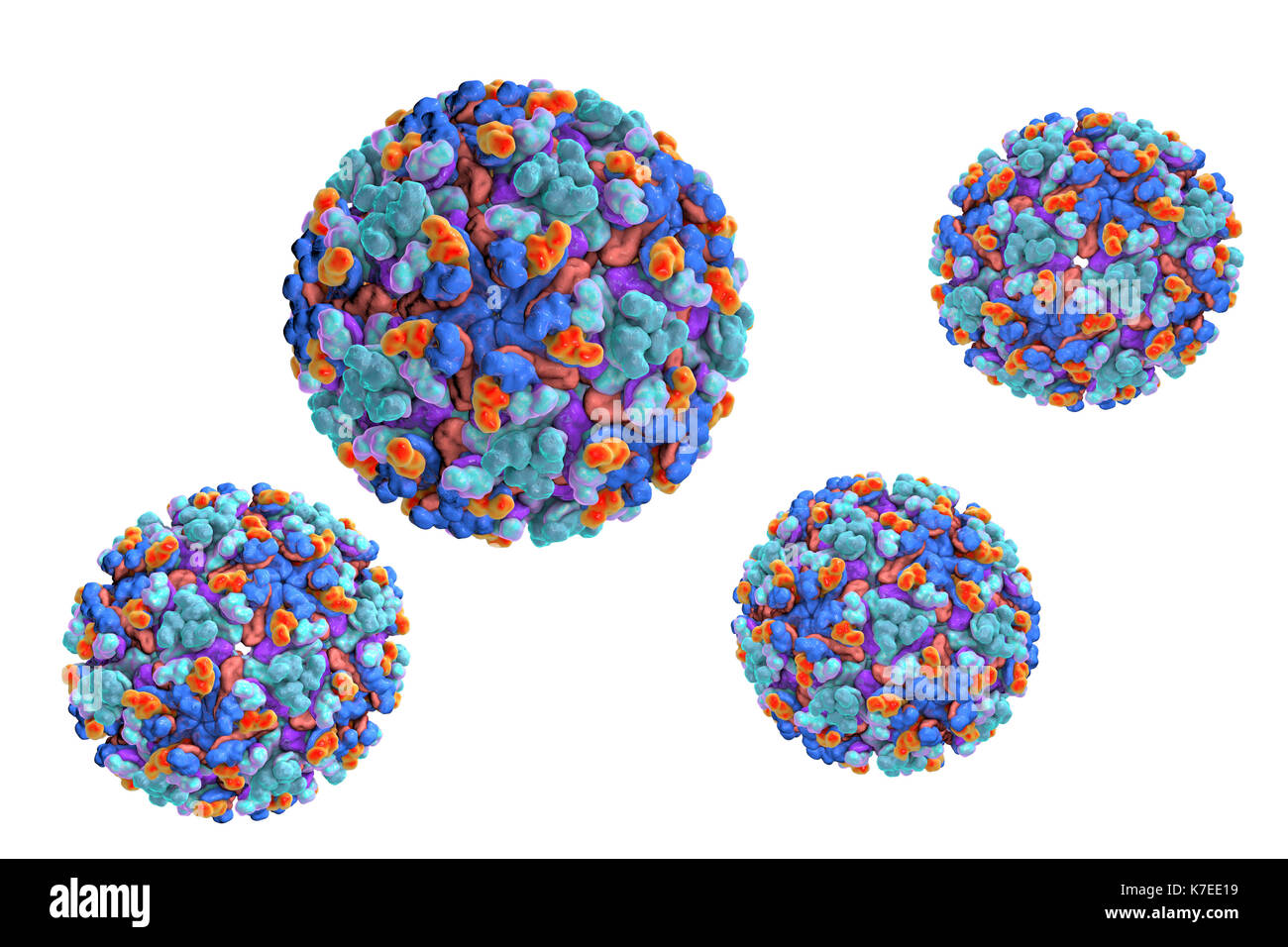 Barmah forest virus, 3D'illustrazione. Questo è un RNA (acido ribonucleico) virus dal genere Alfavirus. È la seconda più prevalente arbovirus in Australia ed è trasmessa agli esseri umani dal morso di zanzara. Infezione causa poliartrite epidemica. Foto Stock