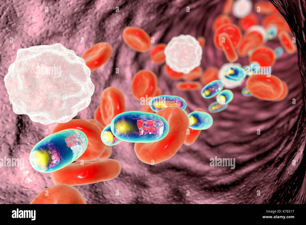 Il chitosano nanoparticelle nel sangue, illustrazione. Immagine concettuale dimostrando un potenziale di trasferimento del farmaco bersagliato utilizzando nanoparticelle polimeriche. Foto Stock