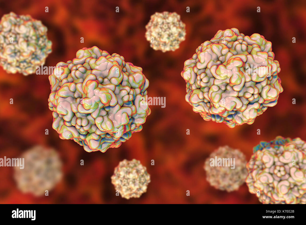 Virus della panleucopenia felina (FPV) , computer illustrazione. Questo virus causa il cimurro in entrambi i domestici e gatti selvatici. Foto Stock Virus della panleucopenia felina (FPV) , computer illustrazione. Questo virus causa il cimurro in entrambi i domestici e gatti selvatici. Foto Stock