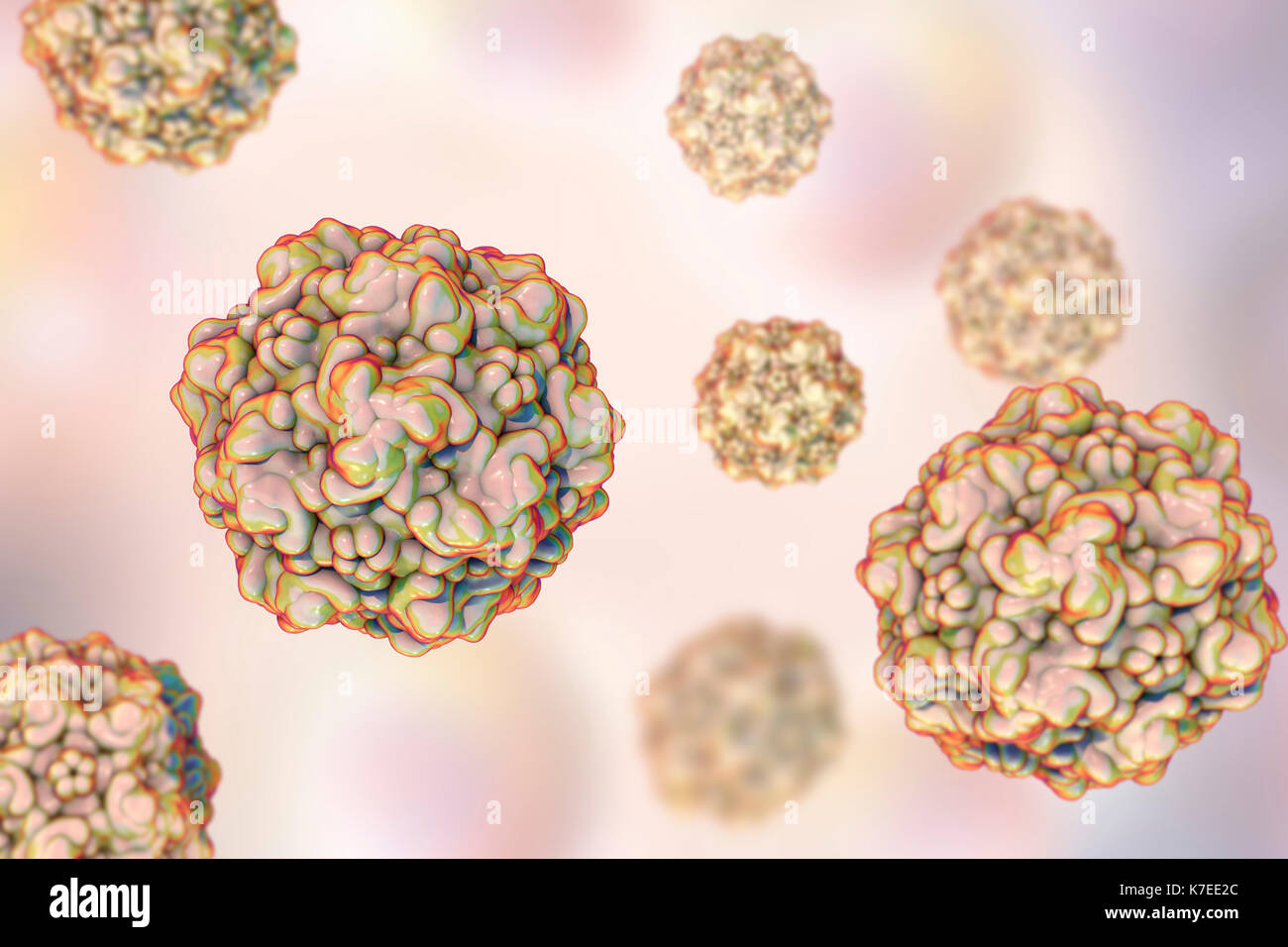 Virus della panleucopenia felina (FPV) , computer illustrazione. Questo virus causa il cimurro in entrambi i domestici e gatti selvatici. Foto Stock Virus della panleucopenia felina (FPV) , computer illustrazione. Questo virus causa il cimurro in entrambi i domestici e gatti selvatici. Foto Stock