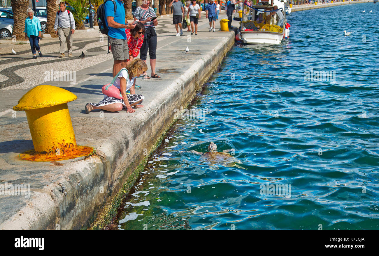 Le Tartarughe caretta nel porto di Argostoli il capitale di Cefalonia Foto Stock