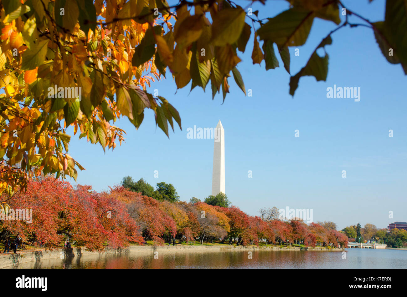 Famed ciliegi girare arancio brillante e di colore giallo durante l'autunno in Washington DC. Il Monumento a Washington è al centro. Foto Stock