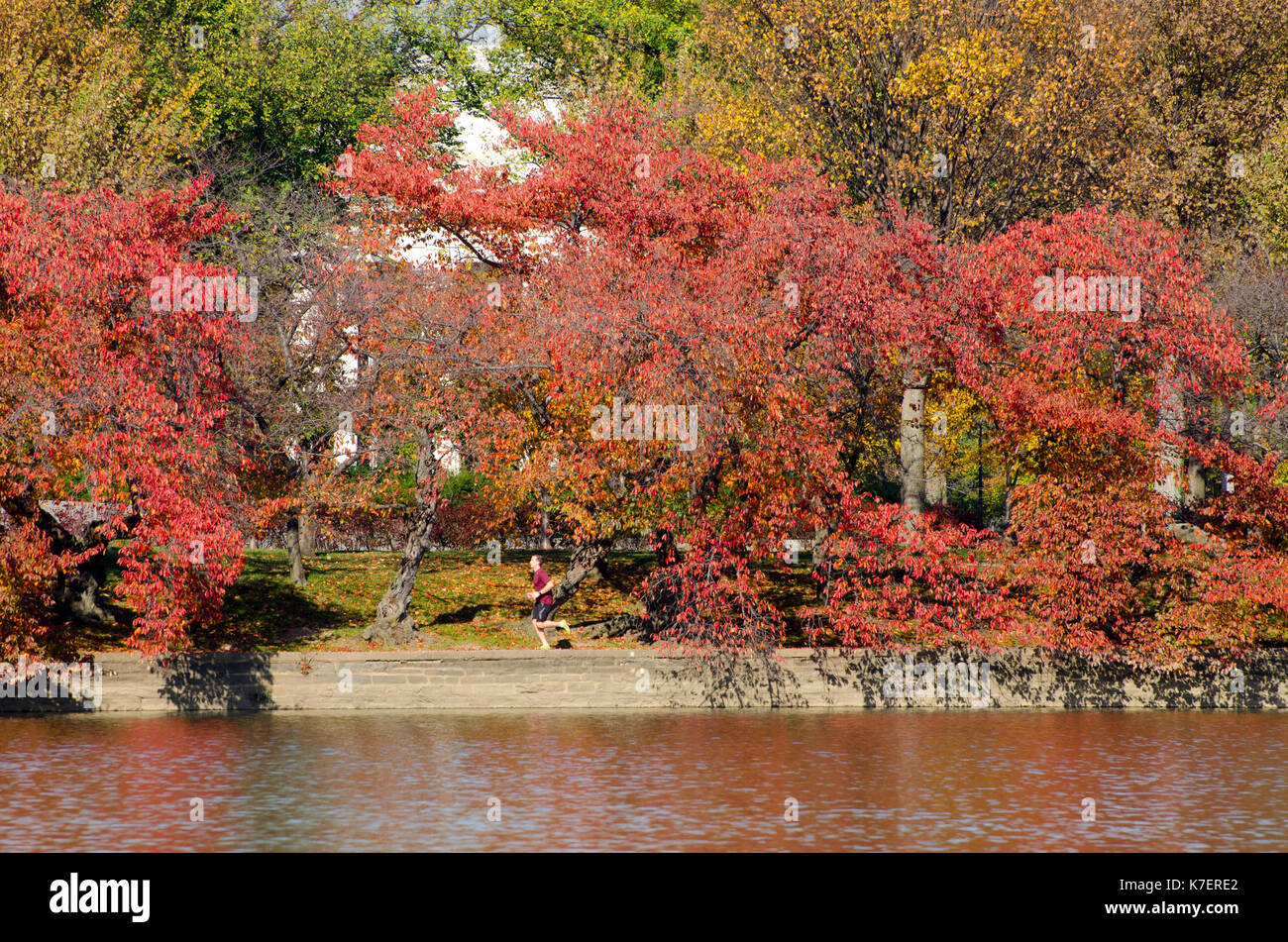 Famed ciliegi girare arancio brillante e di colore giallo durante l'autunno a Washington DC. Foto Stock
