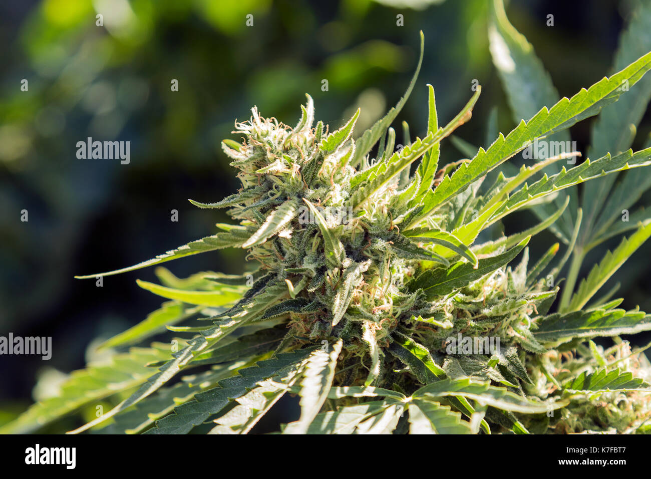 La cannabis bud, piante di marijuana Foto Stock