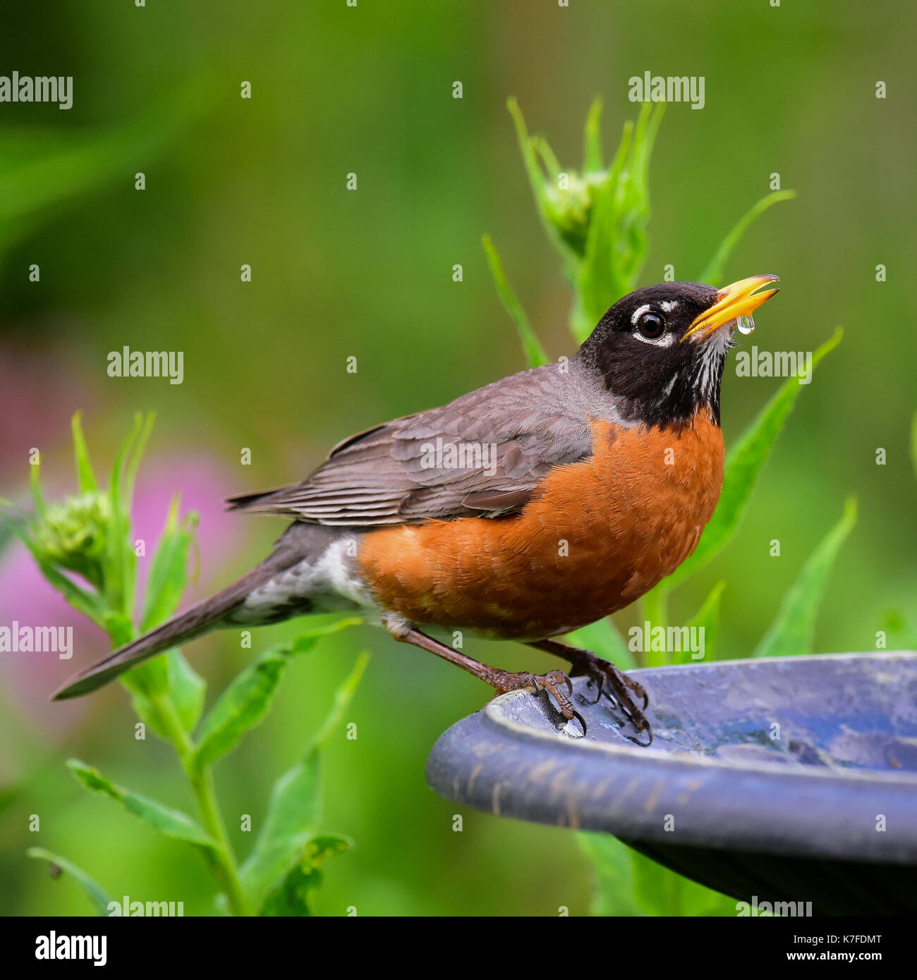 American robin, Turdus migratorius, acqua potabile da un uccello vasca da bagno in un giardino della Montagne Adirondack, NY USA Foto Stock