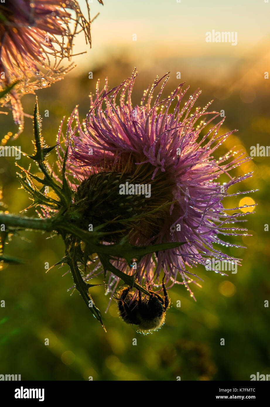 Ape su il fiore viola e gocce di rugiada durante lo sfondo di sunrise Foto Stock