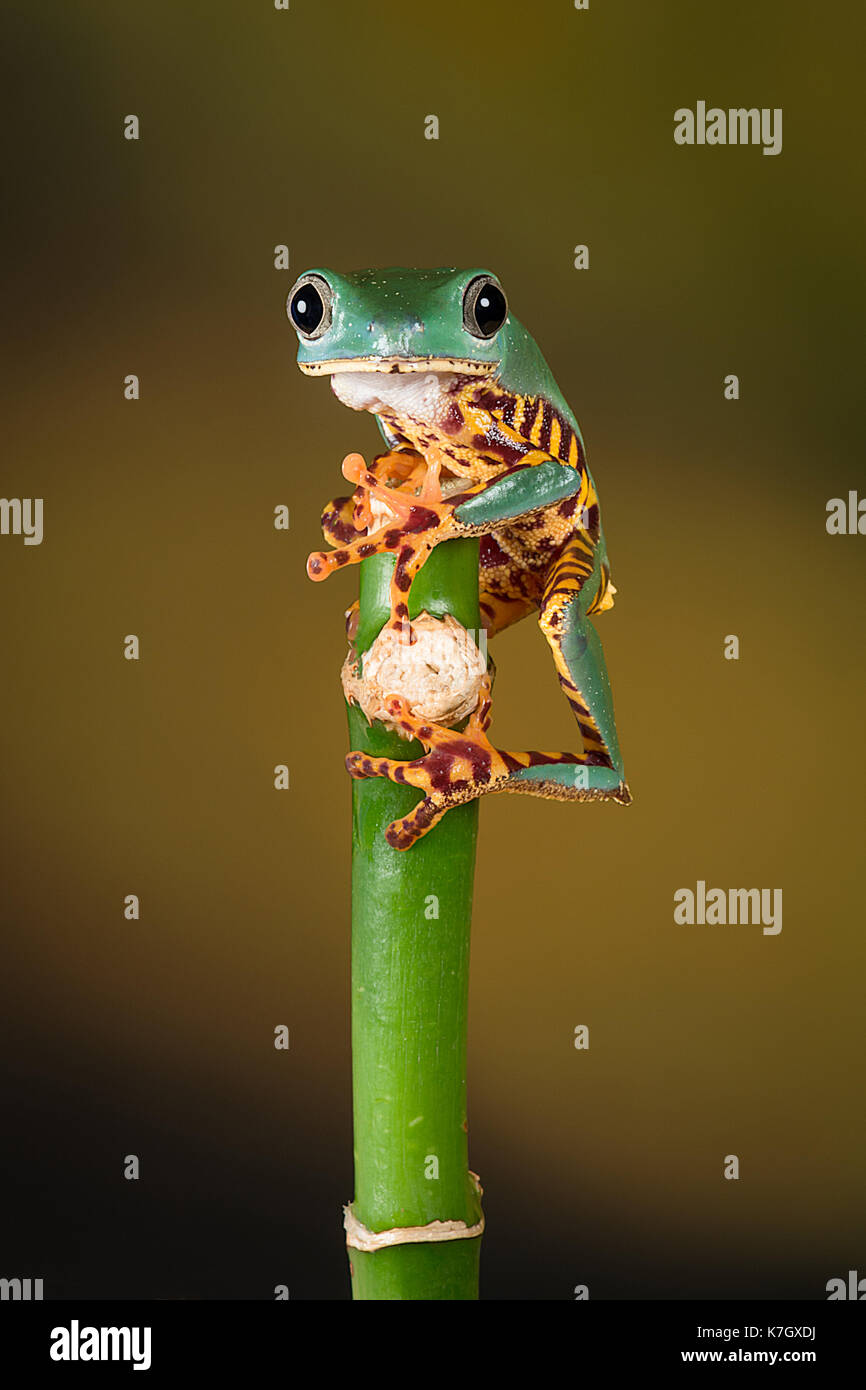Chiudi immagine di una gamba di tiger raganella bilanciamento sulla sommità di un bambù e con lo sguardo in avanti Foto Stock
