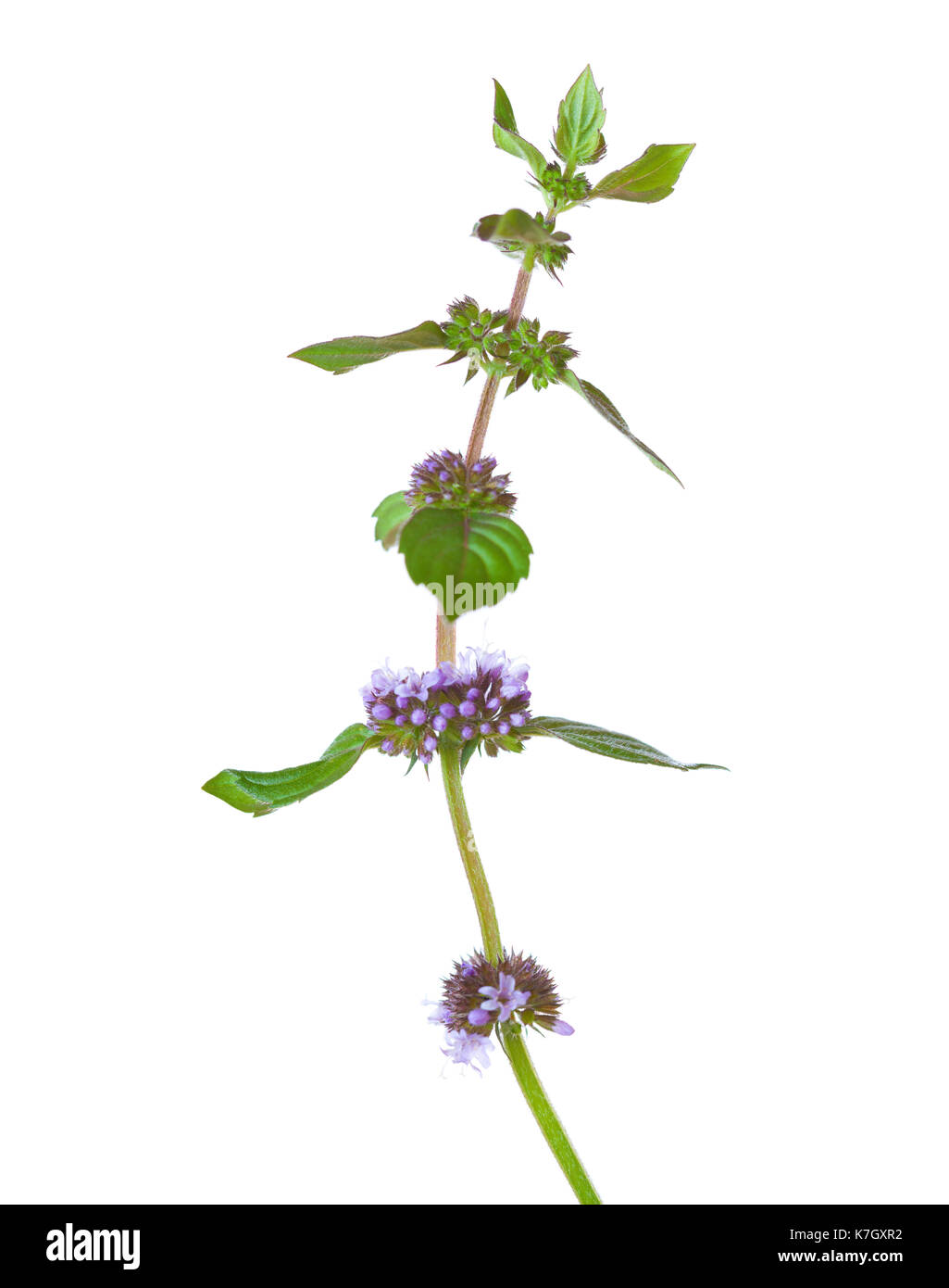 Close-up di mentha arvense (campo menta o menta selvatica) gambo isolato su sfondo bianco. Il fuoco selettivo. Foto Stock