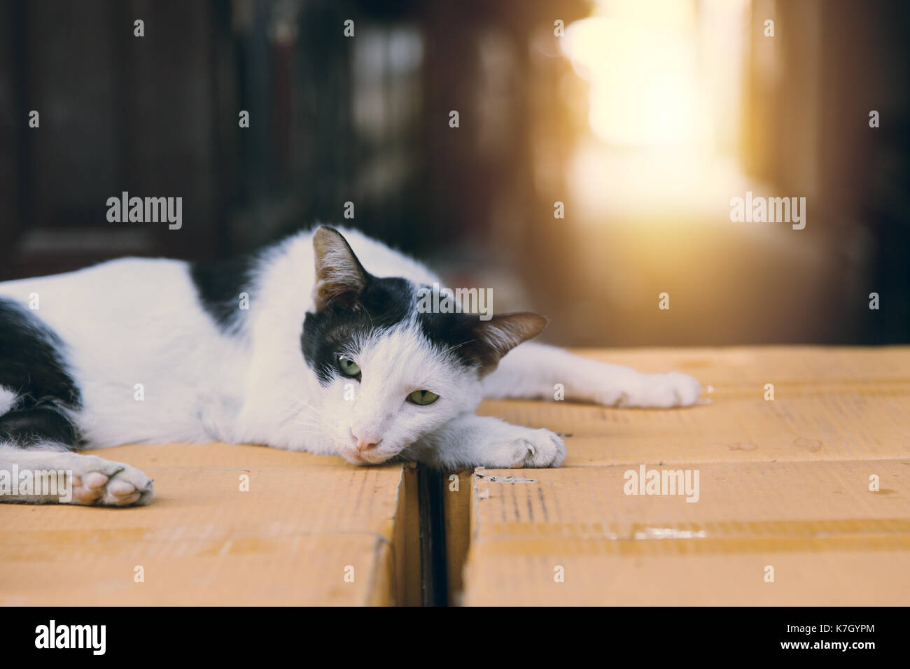 Gatto pigro stabilisce su scatola di carta. Il resto con lonely concetto luce animale attraverso il tono vintage. Foto Stock