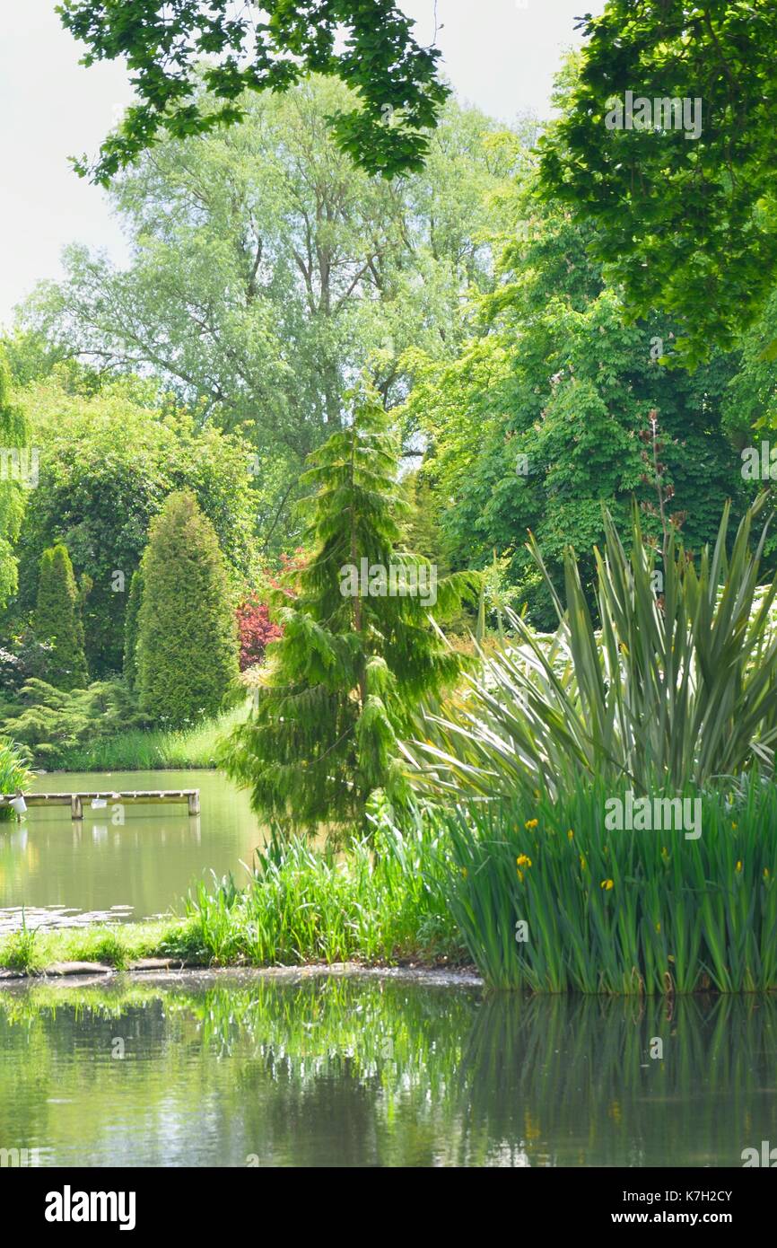 Giardino inglese con alberi e stagno Foto Stock