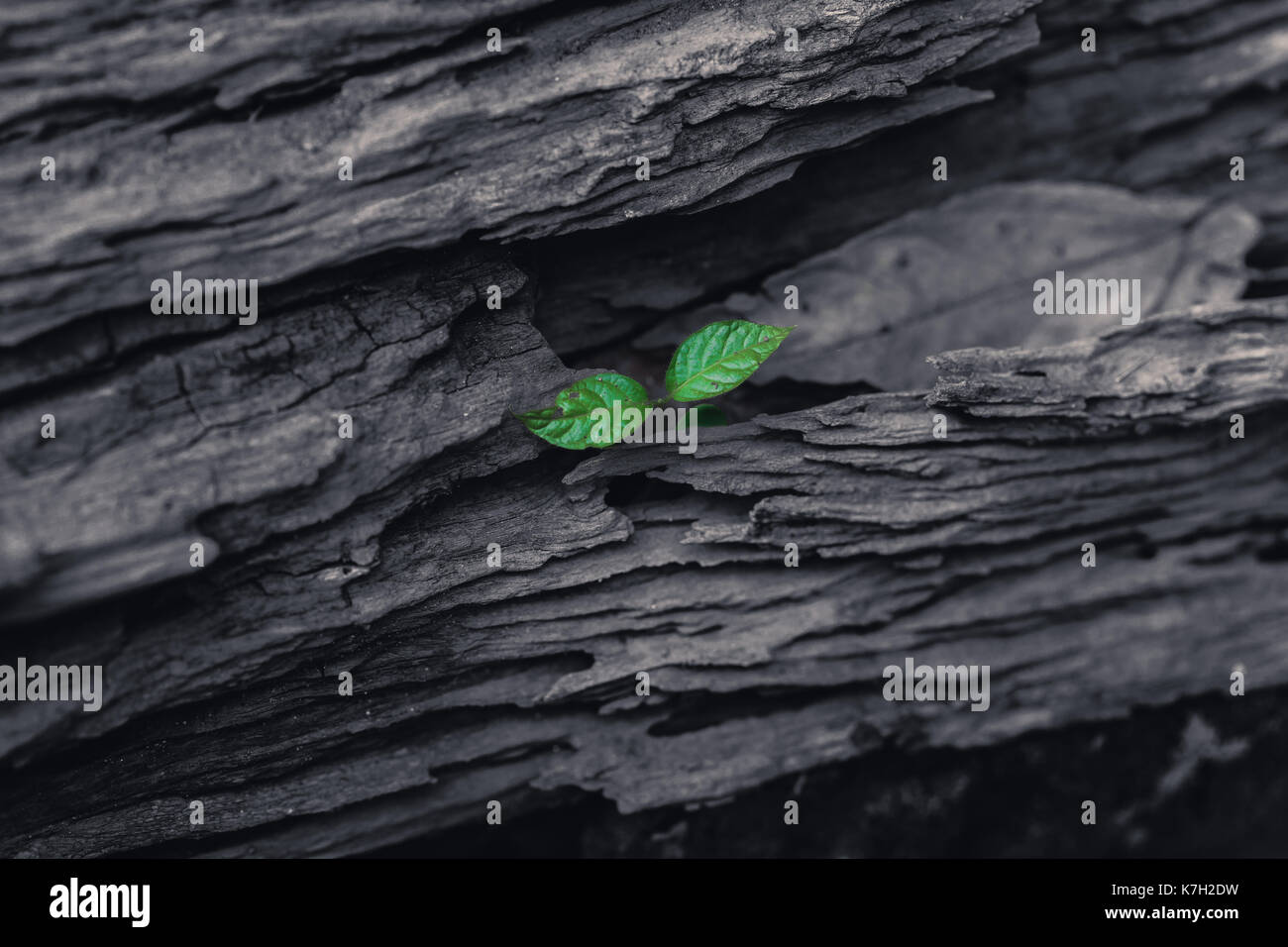 Verde piccola pianta cresciuta sul vecchio legno scuro dello sfondo Foto Stock