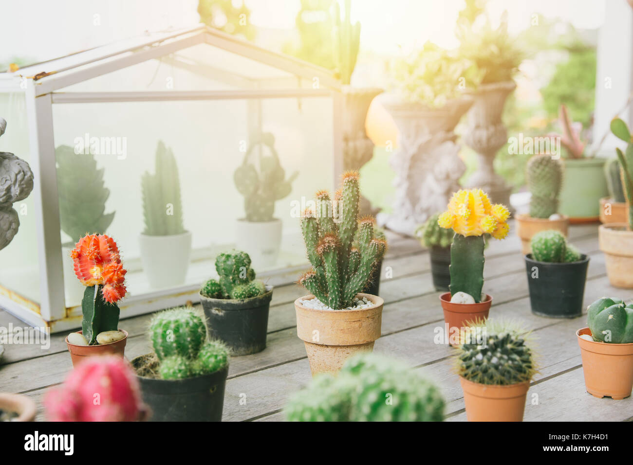 Impianto di cactus pot giardino sulla tavola di legno, moderna casa naturale in miniatura angolo verde decorazione. Foto Stock
