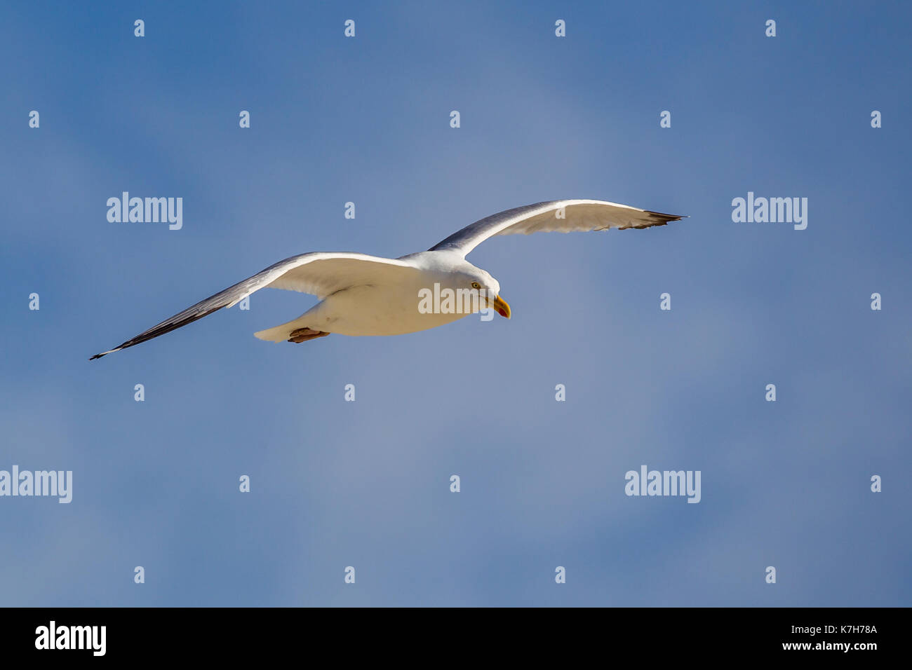 Aringa europea gabbiano (Larus argentatus) in volo sul mare del nord Isola juist, Frisia orientale, Germania, Europa. Foto Stock