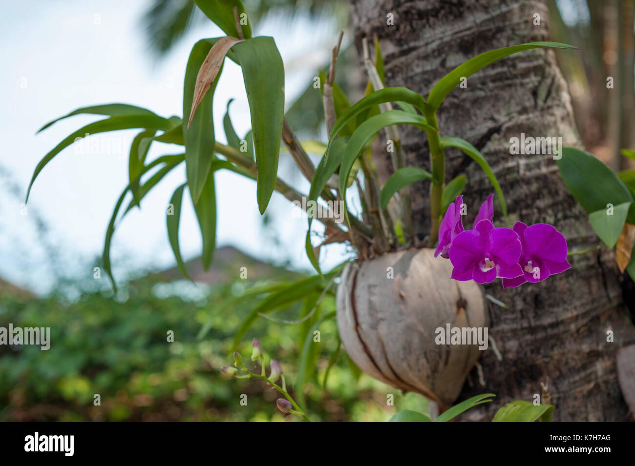 Phalaenopsis orchid, Thailandia Foto Stock