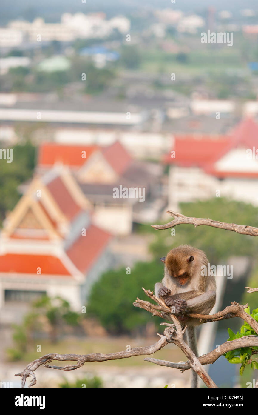Monkey siede in un albero a Wat Khao Chong Kaeo sullo sfondo del Tempio di Thammikaram Worawihan. Prachuap Khiri Khan, Thailandia, Asia sudorientale Foto Stock