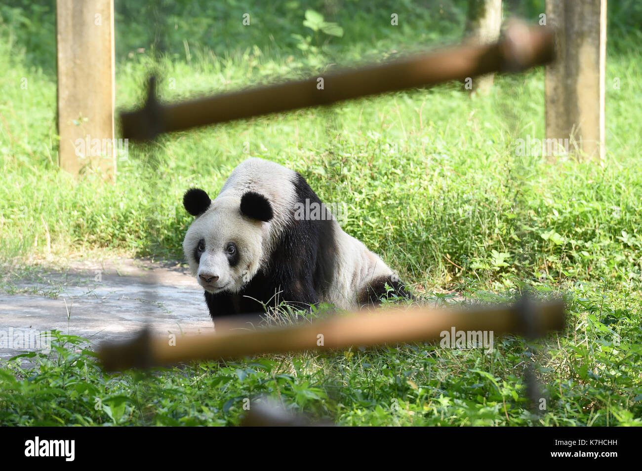 Chongqing Cina. Xvi Sep, 2017. panda gigante xinxing è visto a Chongqing zoo di Chongqing, a sud-ovest della Cina, sept. 16, 2017. La femmina panda gigante xinxing ha celebrato il suo 35o compleanno, equivalenti a più di cento anni umano, il sabato a Chongqing. xinxing, che ha 114 prole, è nato nella contea di baoxing del sud-ovest della Cina di provincia di Sichuan nel 1982. Credito: tang yi/xinhua/alamy live news Foto Stock