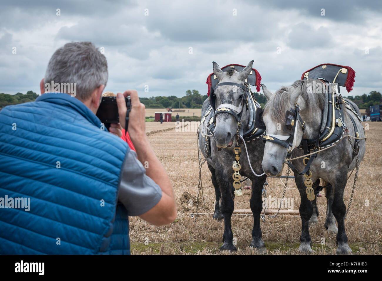 Un uomo prende una foto di due cavalli pesanti presso il west grinstead aratura in corrispondenza itchingfield, west sussex, in Inghilterra, Regno Unito. Foto Stock