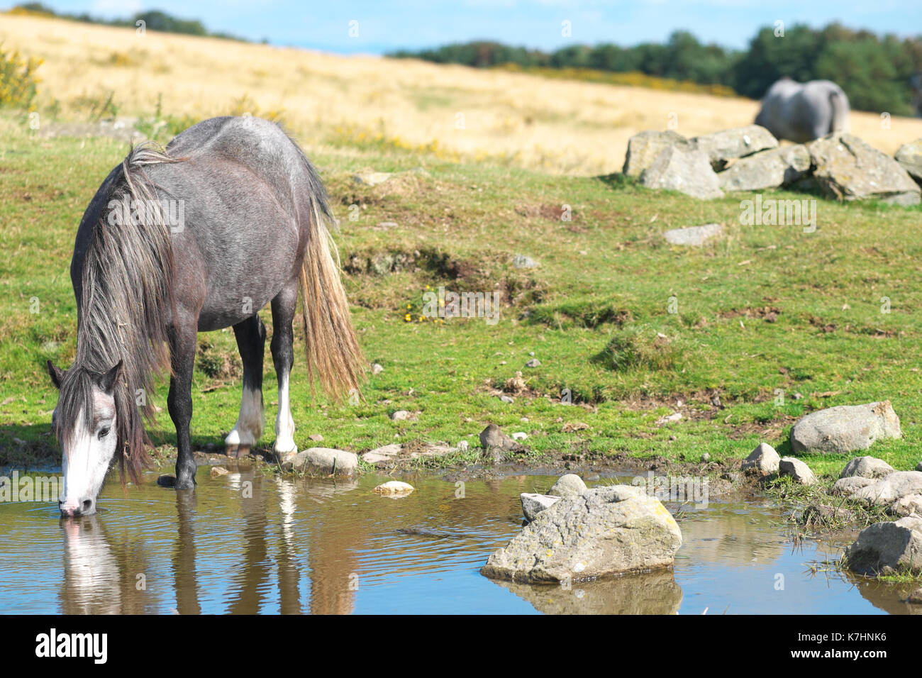Hergest Ridge, herefordshire, uk settembre, 2017. - Un bel inizio pomeriggio autunnale con temperatues fino a 15c sul 426m alta Hergest Ridge - Hergest Ridge si trova a cavallo della frontiera con il Galles ed è sede di un piccolo allevamento di pony selvatici. Credito: Steven maggio/alamy live news Foto Stock Hergest Ridge, herefordshire, uk settembre, 2017. - Un bel inizio pomeriggio autunnale con temperatues fino a 15c sul 426m alta Hergest Ridge - Hergest Ridge si trova a cavallo della frontiera con il Galles ed è sede di un piccolo allevamento di pony selvatici. Credito: Steven maggio/alamy live news Foto Stock