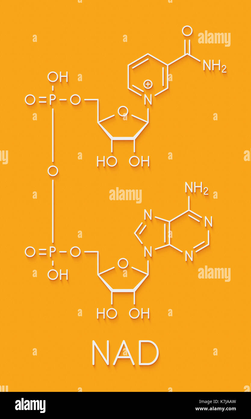 Nicotinammide adenina dinucleotide (NAD+) coenzima molecola. importante coenzima in molte reazioni di ossidoriduzione. formula scheletrico. Foto Stock