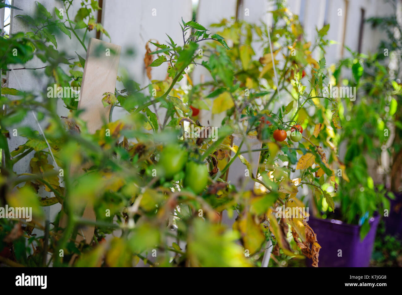 Organici di pomodori rossi close up sparare da un giardino di casa. Foto Stock