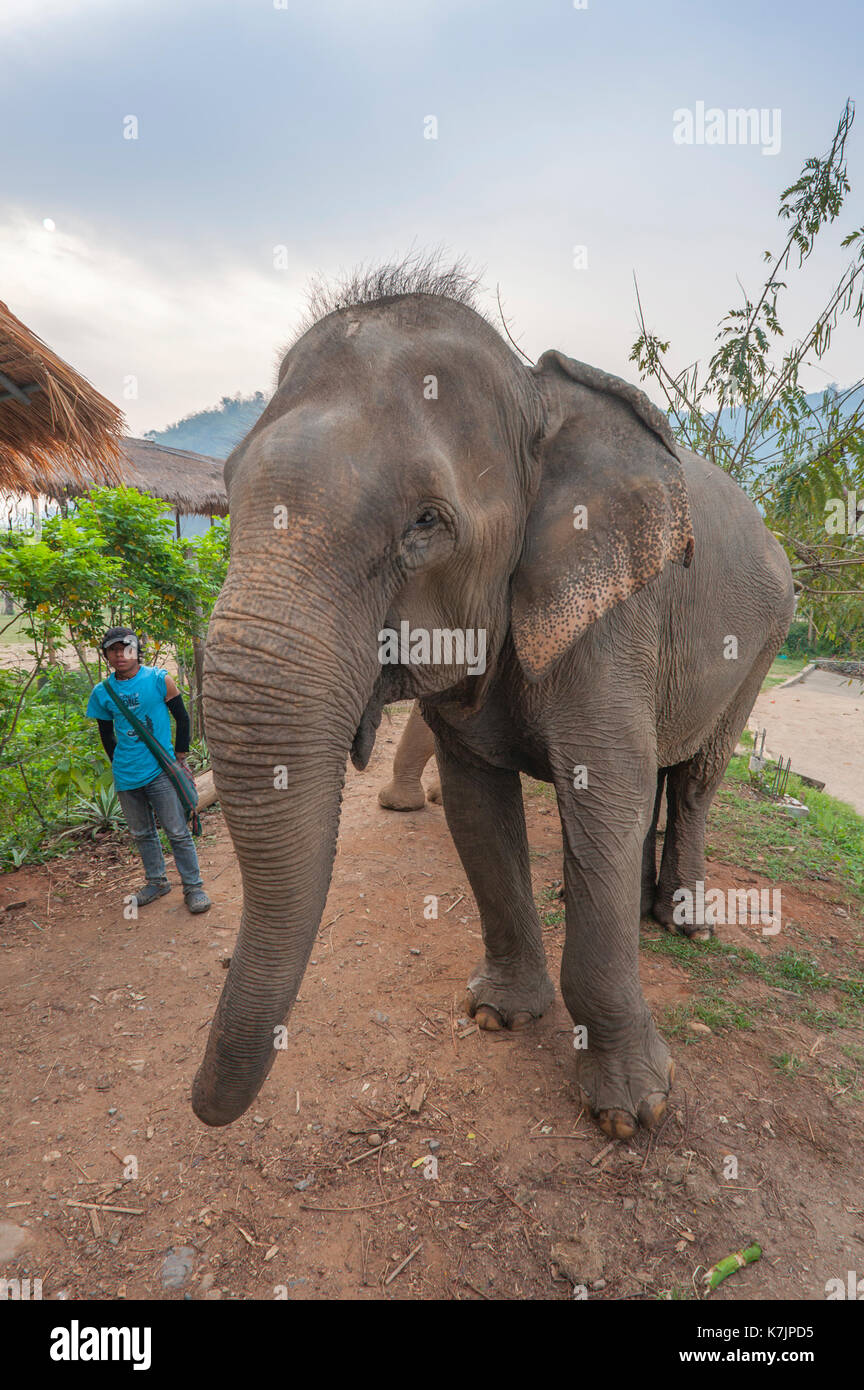 Elefante asiatico e caregiere in un centro di salvataggio e riabilitazione degli elefanti. Parco naturale degli Elefanti, distretto di Mae Taeng, Chiang mai, Thailandia, Asia Foto Stock