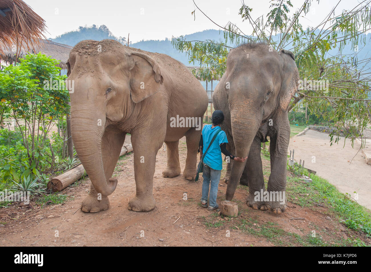 Elefanti asiatici e caregiviere in un centro di salvataggio e riabilitazione degli elefanti. Elephant Nature Park, Chiang mai, Thailandia, Sud-est asiatico Foto Stock