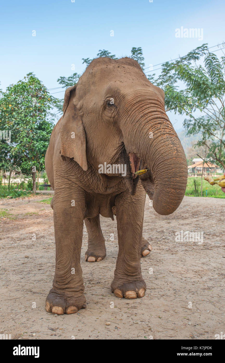 Elefante asiatico mangiare banane in un centro di salvataggio e riabilitazione elefante. Elephant Nature Park, Chiang mai, Thailandia, Sud-est asiatico Foto Stock