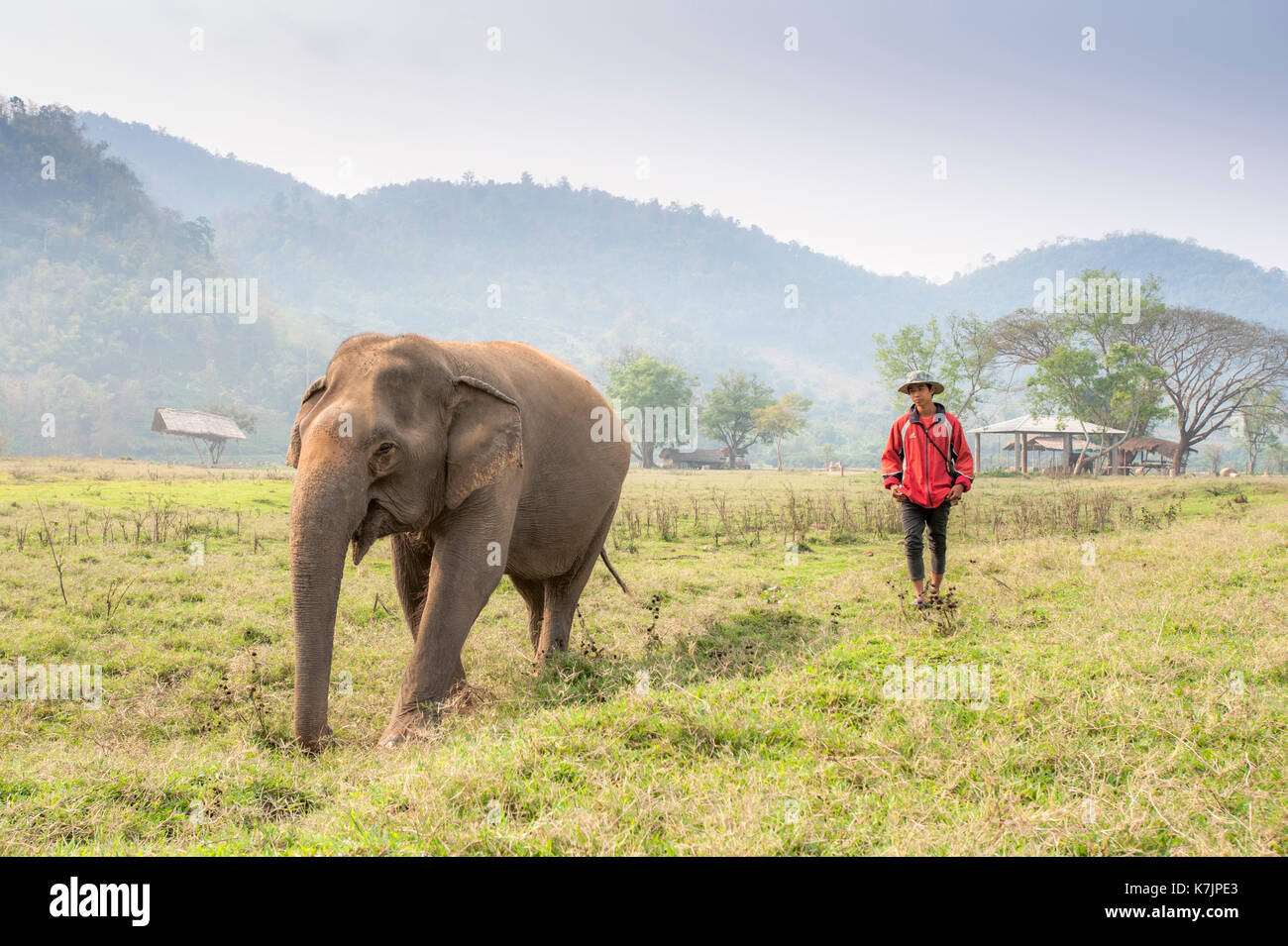 Elefante asiatico e caregiere in un centro di salvataggio e riabilitazione degli elefanti. Parco naturale degli Elefanti, distretto di Mae Taeng, provincia di Chiang mai, Thailandia Foto Stock