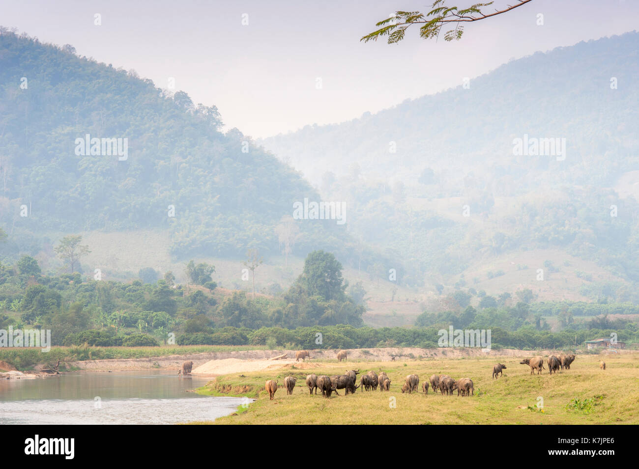 Elefanti asiatici presso il fiume Mae Taeng in un centro di salvataggio e riabilitazione degli elefanti. Parco Naturale degli Elefanti, Provincia di Chiang mai, Tailandia Foto Stock