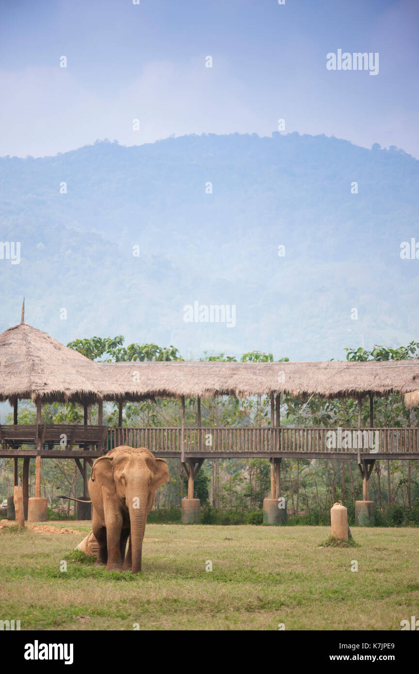 Elefante asiatico di fronte a una piattaforma di osservazione dei visitatori presso un centro di salvataggio e riabilitazione degli elefanti. Parco Naturale degli Elefanti, Tailandia Foto Stock