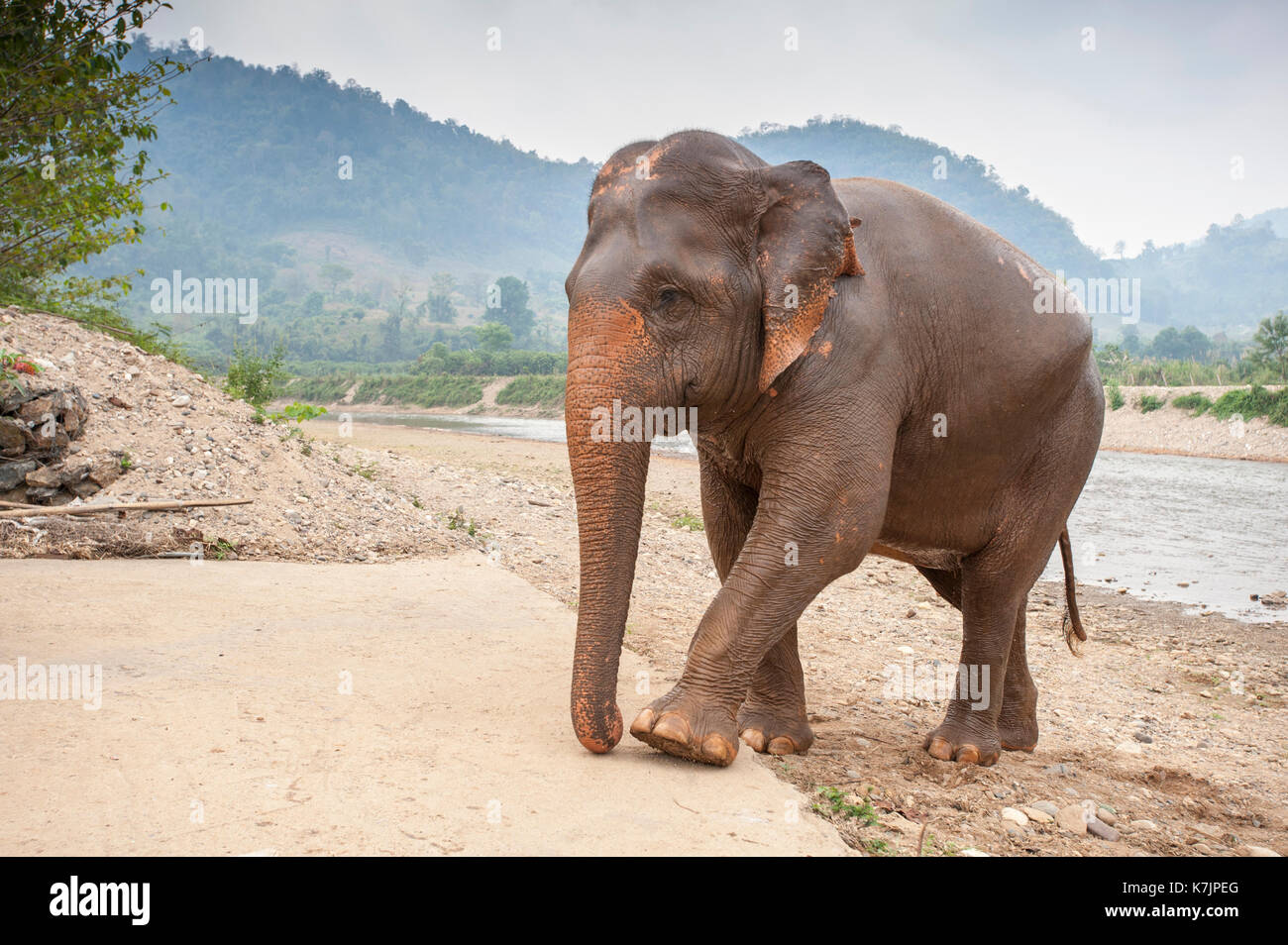 Elefante asiatico presso il fiume Mae Taeng in un centro di salvataggio e riabilitazione degli elefanti. Parco Naturale degli Elefanti, Provincia di Chiang mai, Tailandia Foto Stock