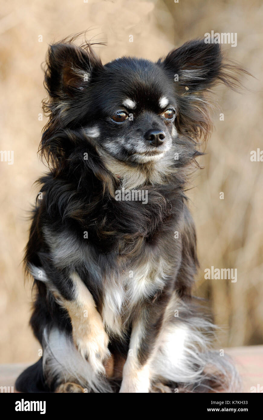 Grazioso cucciolo di cane, una con i capelli lunghi chihuahua, nero, marrone e caramello lungo cappotto Foto Stock