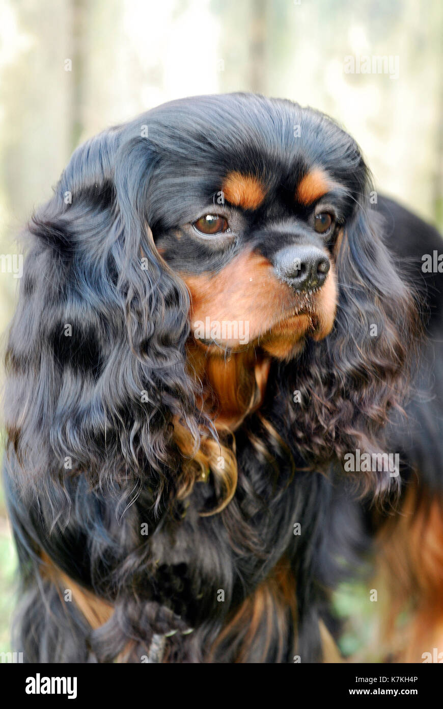 Un Cavalier King Charles Spaniel in che mostra la condizione. Toelettatura cani cane e mostra per pedigree razze di cani. Rivestimento lucido e coccolati pooches. Foto Stock