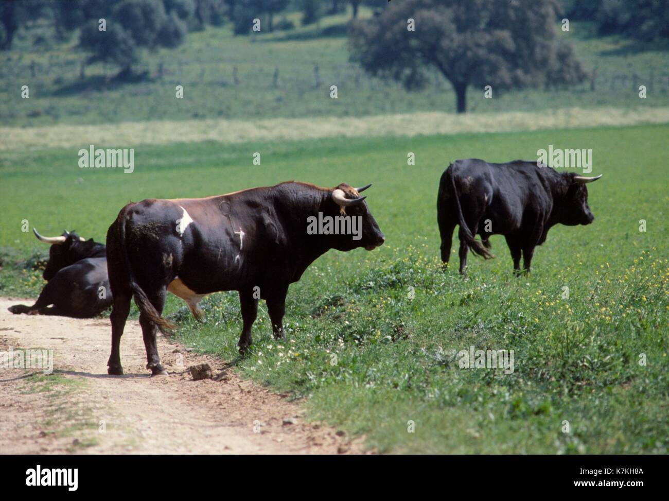 Spagna, Andalusia, allevamento di tori da combattimento per la corrida Foto Stock