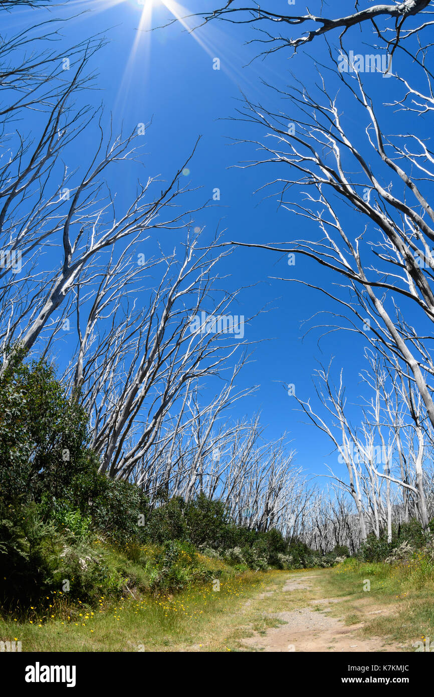 Alpine scheletri di albero Foto Stock