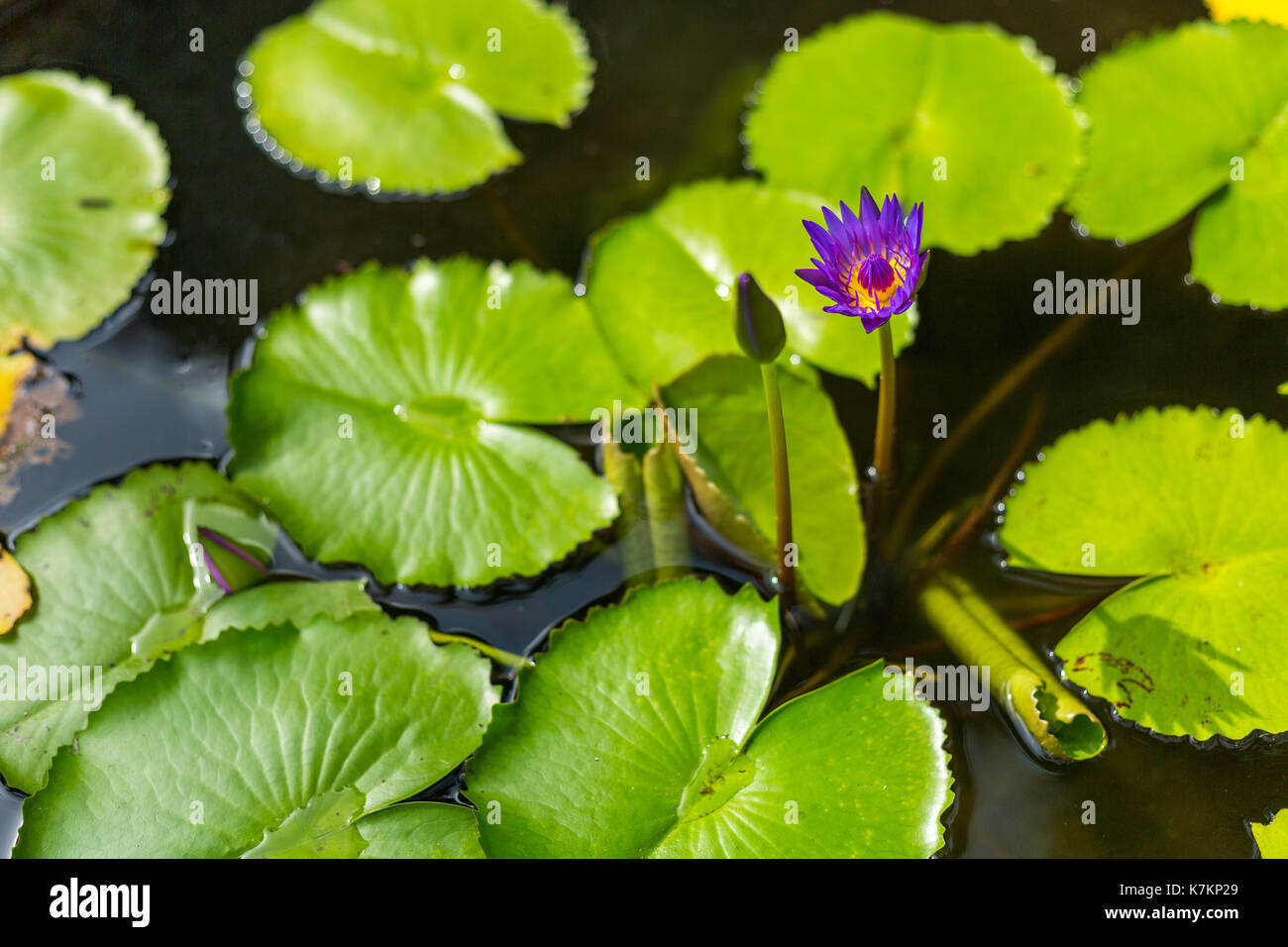 Un imporpori fiore di loto fiorisce circondato da Lily Pad a Chiang Mai, Thailandia. Foto Stock