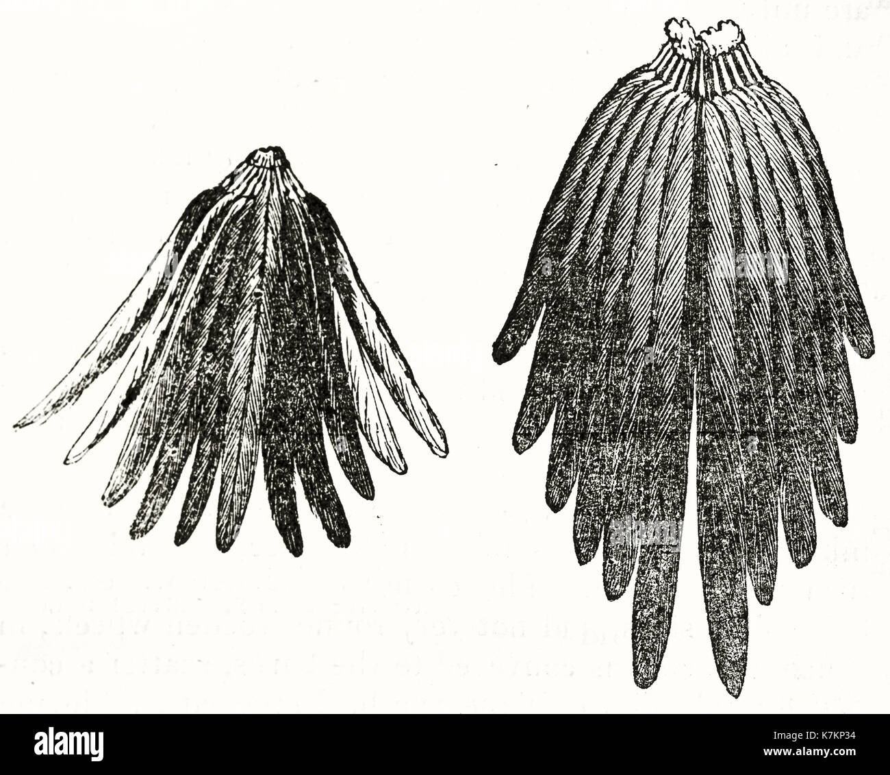 Vecchia illustrazione di bird's Tail (Pied Wagtail e Gazza). Da autore non identificato, publ. su Penny Magazine, London, 1837 Foto Stock