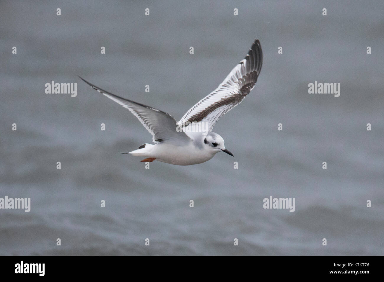 Little gull (laris minutus) primo inverno, shetland, Scotland, Regno Unito Foto Stock