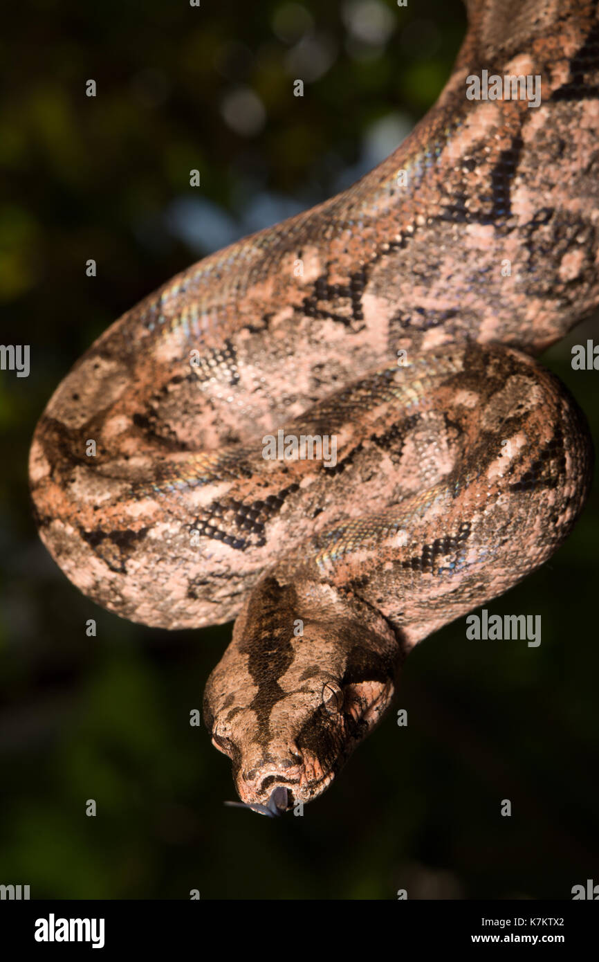 Boa settentrionale comune (Boa imperator) da sonora, Messico. Foto Stock
