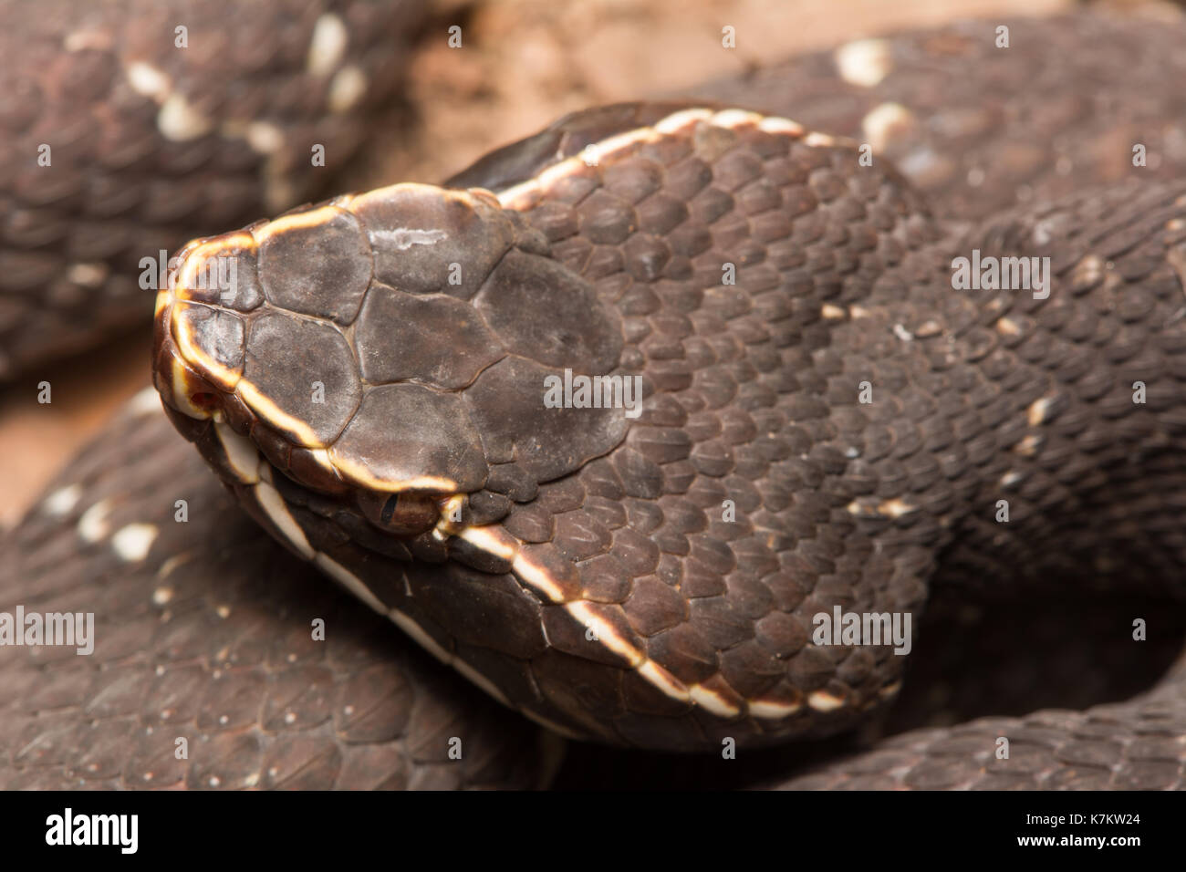 Cantil comune (Agkistrodon bilineatus) da Sonora, Messico. Foto Stock