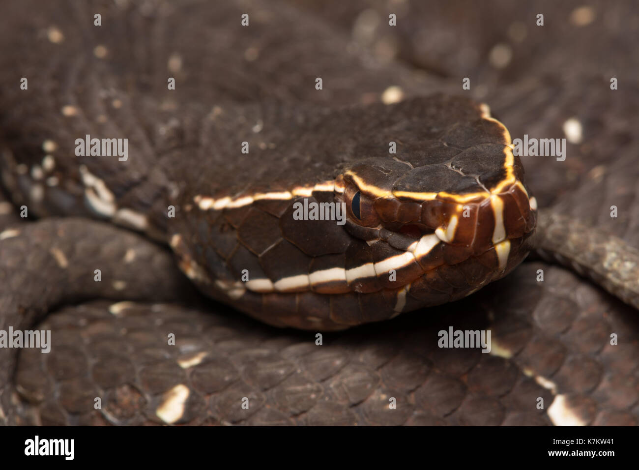 Cantil comune (Agkistrodon bilineatus) da Sonora, Messico. Foto Stock