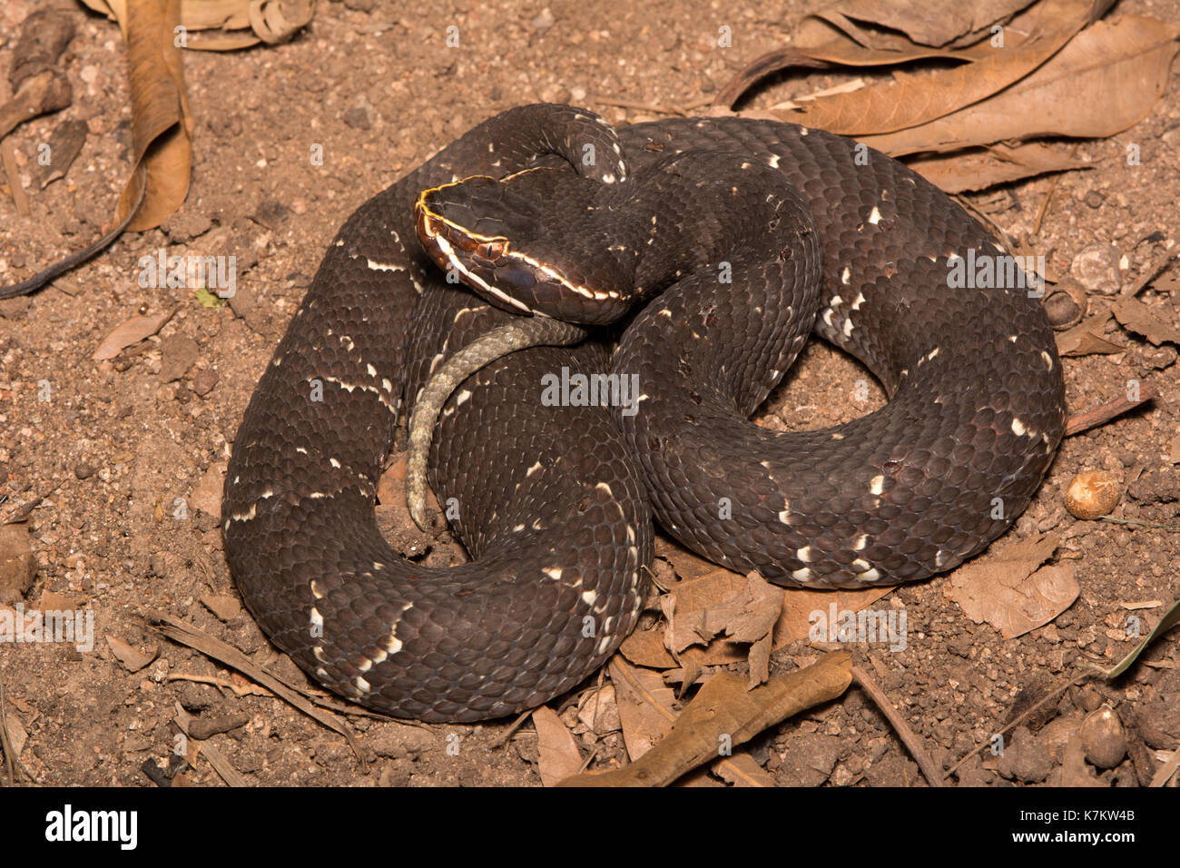 Cantil comune (Agkistrodon bilineatus) da Sonora, Messico. Foto Stock