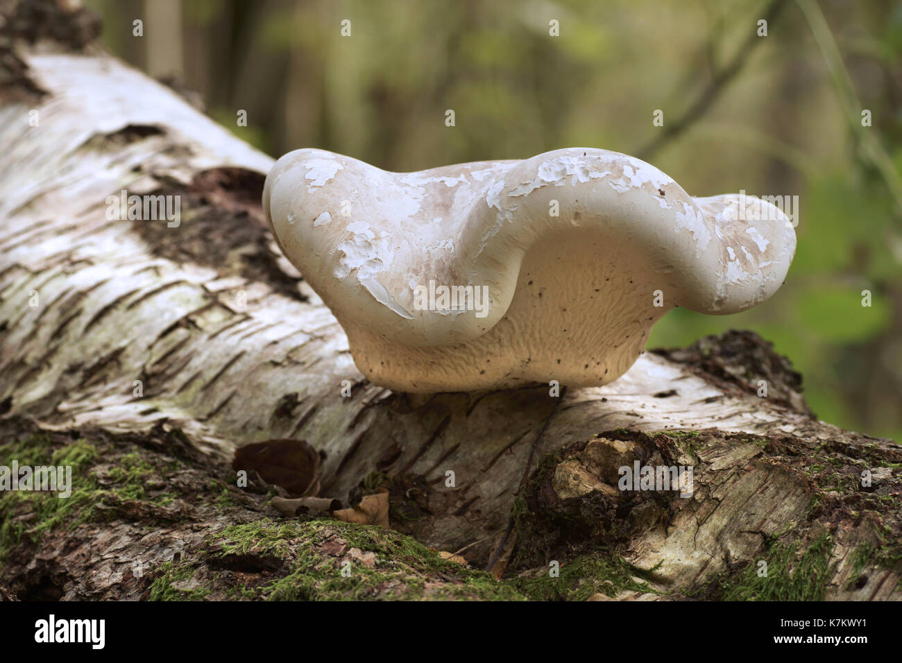 Birch Polypore (Piptoporus betulinus) Foto Stock