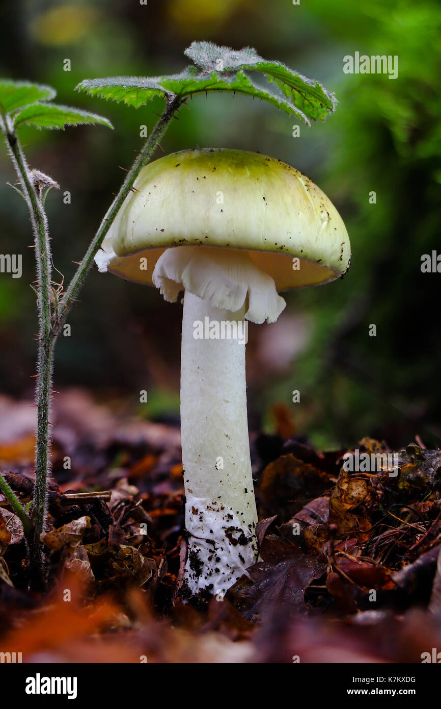 La famigerata morte cappuccio, Amanita phalloides, è notorio per far sì che un numero elevato di decessi in tutta Europa e nel resto del mondo ogni anno. Foto Stock