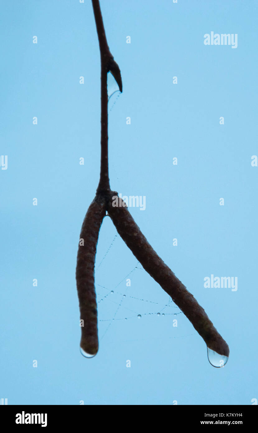 Goccia d'acqua e bagnato spider web sul ramo foto. Bella immagine, lo sfondo, lo sfondo Foto Stock