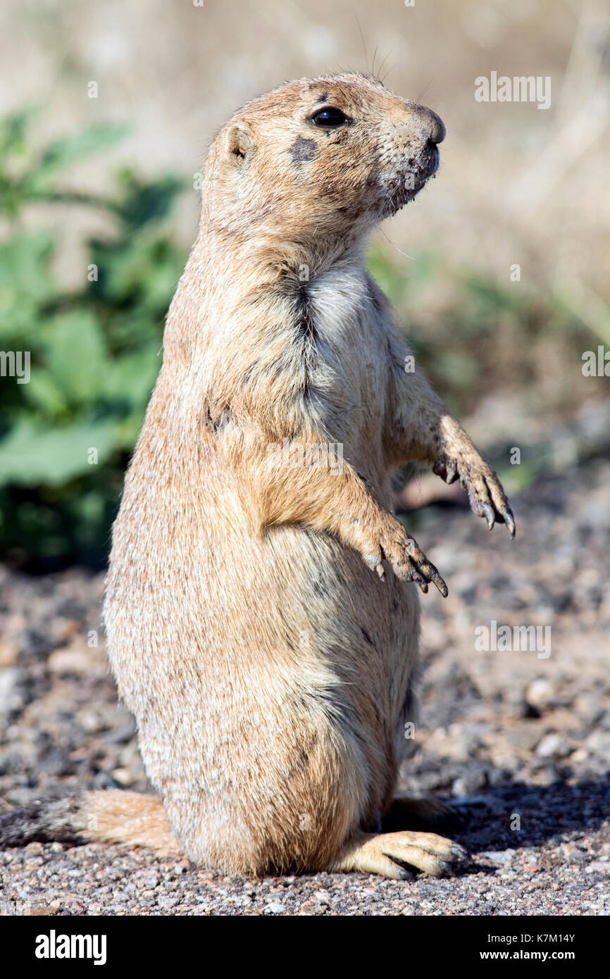 Nero-tailed prairie dog (cynomys ludovicianus) - Rocky Mountain arsenal wildlfie nazionale rifugio, Denver, Colorado, Stati Uniti d'America Foto Stock