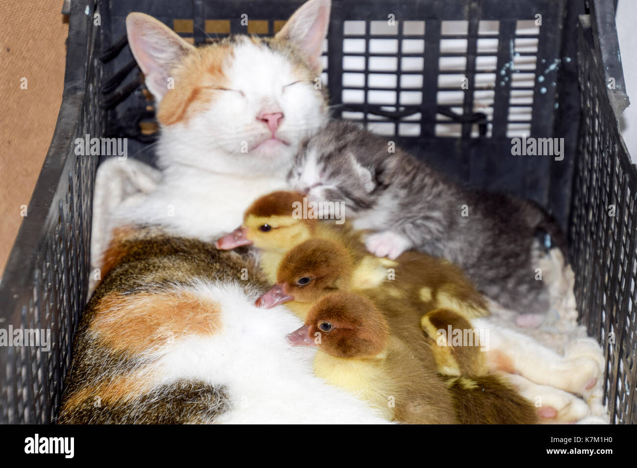 Cat adottivo madre per le papere. cat in un cestello con gattino e ricezione di muschio duck anatroccoli. Foto Stock