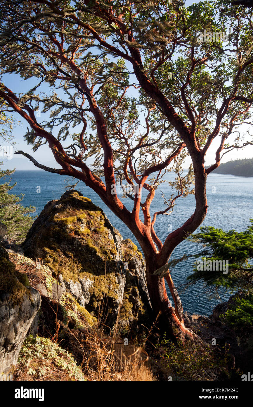 Albero di corbezzolo (Arbutus menziesii) - east sooke parco regionale, sooke, isola di Vancouver, British Columbia, Canada Foto Stock